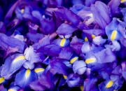 米兰体育,-卡瓦哈尔末节狂飙导演逆转好戏，法国男篮险胜秘鲁背后的战术博弈